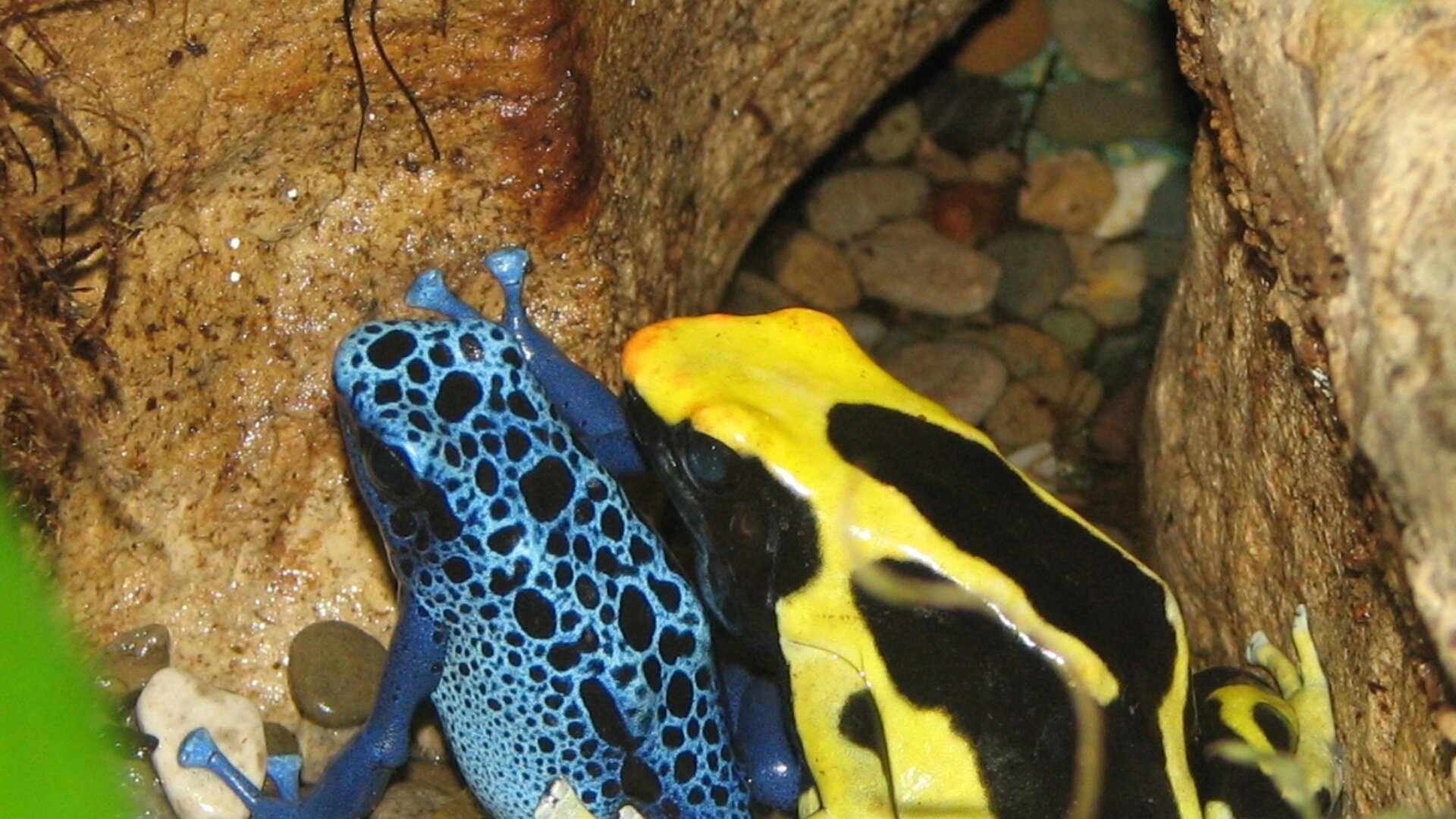 Poison Dart Frogs Dendrobates tinctorius and Dendrobates azureus | © Public Domain / Wikimedia Commons / Ltshears Poison Dart Frogs Dendrobates tinctorius and Dendrobates azureus | © Public Domain / Wikimedia Commons / Ltshears