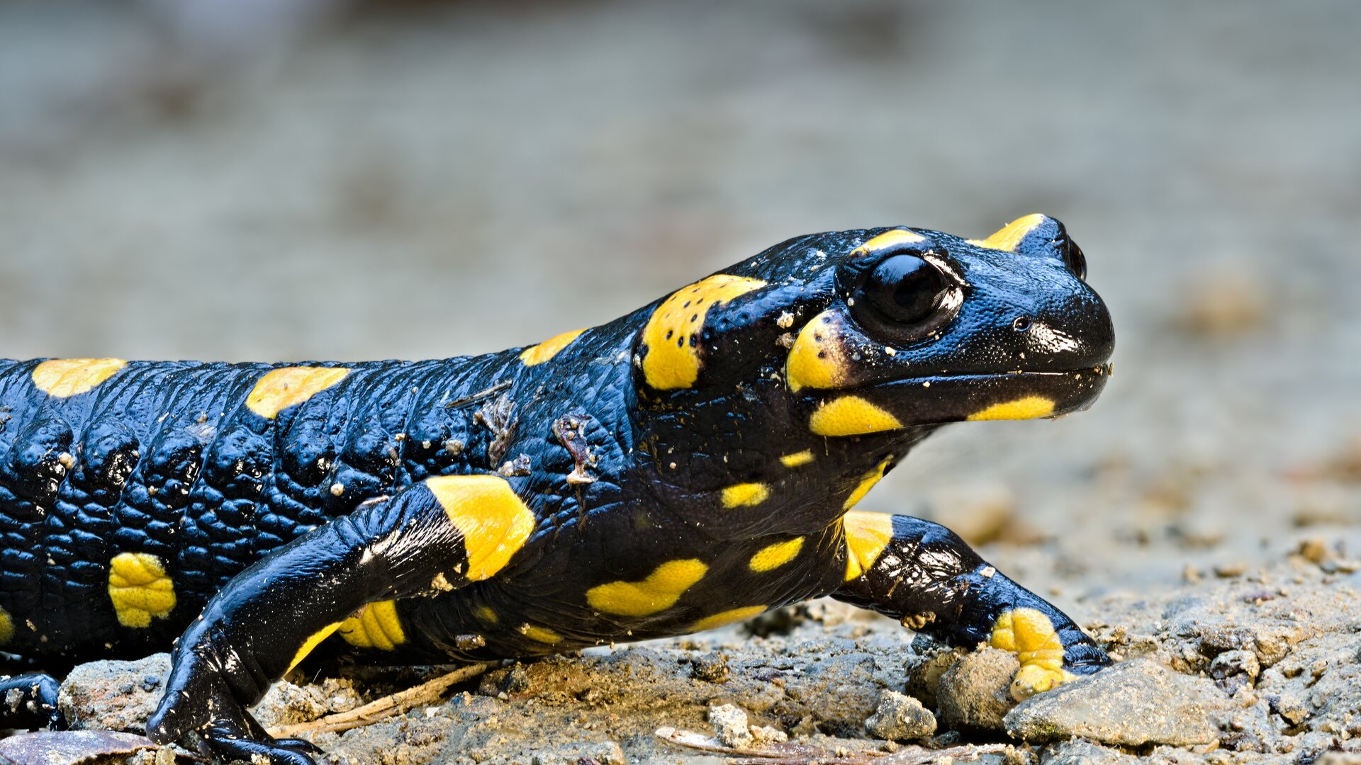 Feuersalamander | © Petar Milošević, Wikimedia Commons, CC-BY-SA-4.0 Feuersalamander | © Petar Milošević, Wikimedia Commons, CC-BY-SA-4.0