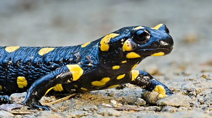 Feuersalamander | © Petar Milošević, Wikimedia Commons, CC-BY-SA-4.0