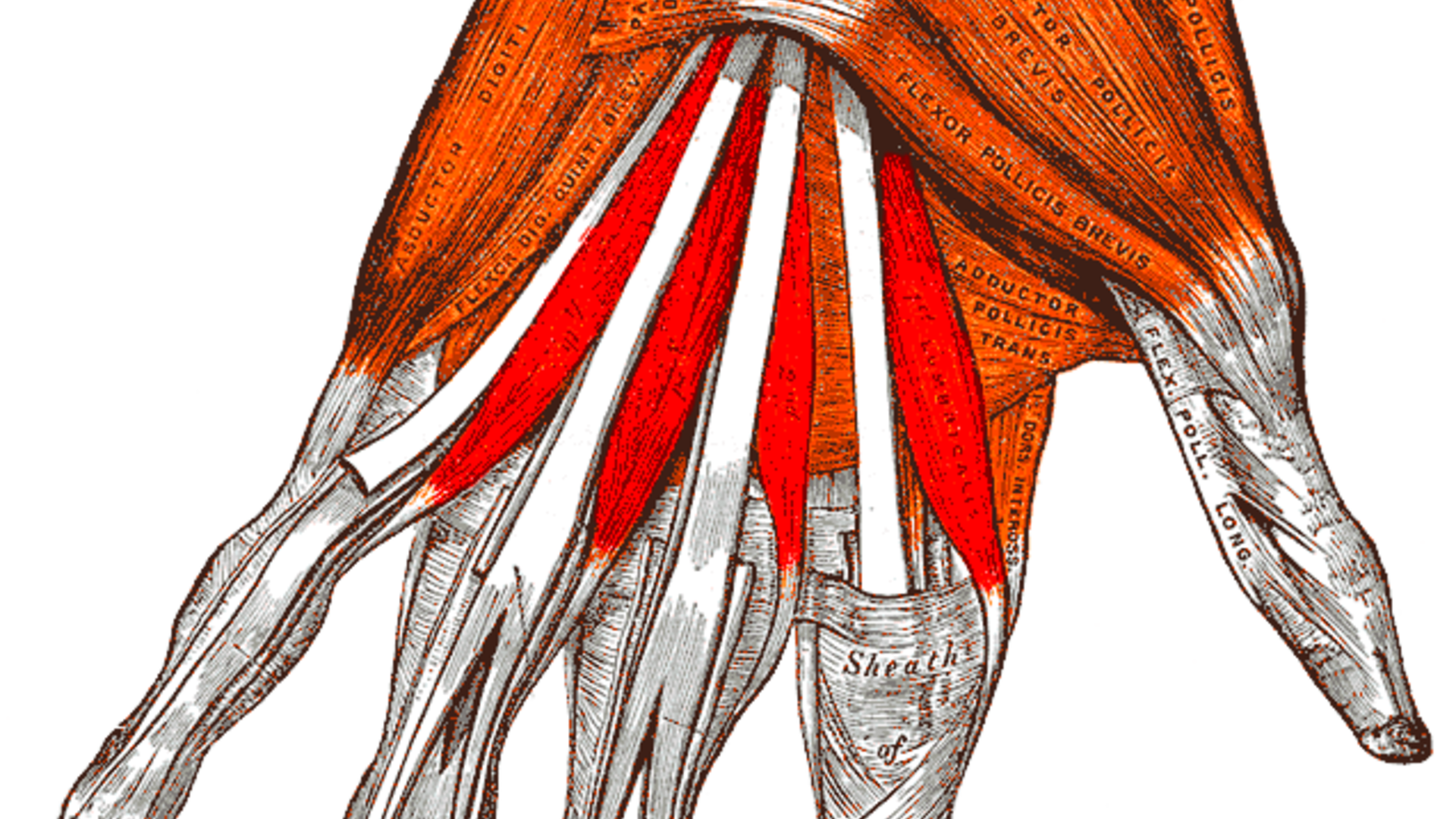 Gray — musculus lumbricales | © Henry Gray / public domain Gray — musculus lumbricales | © Henry Gray / public domain